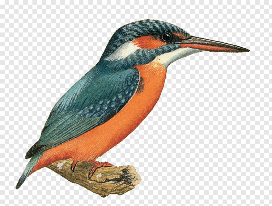 kingfisher-logo # 730581