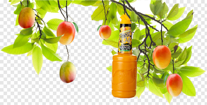 raw-mango # 315118