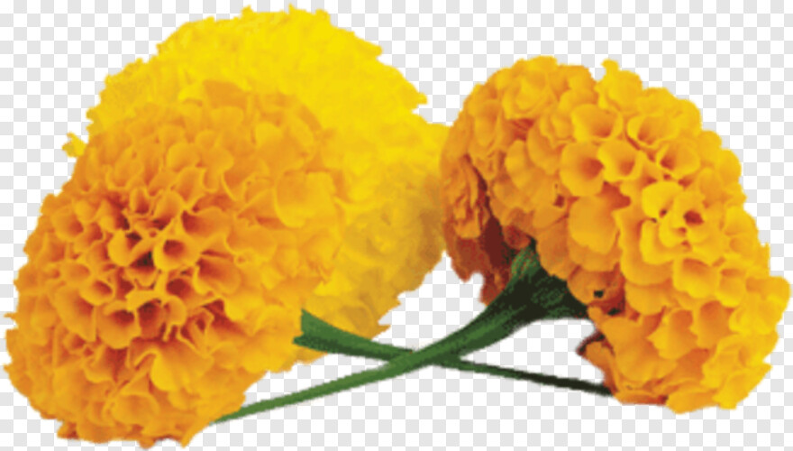 marigold-flower # 701180