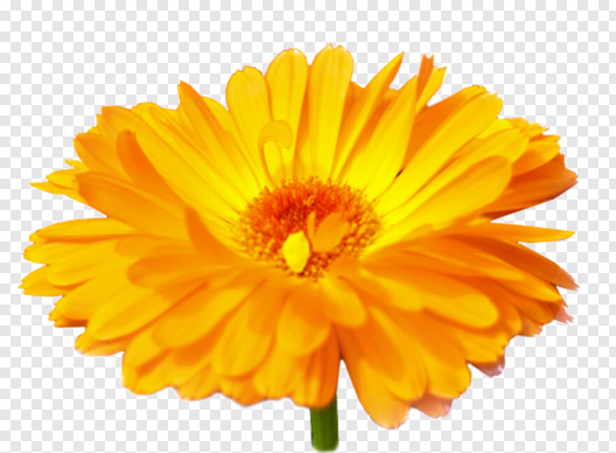 marigold-flower # 861113