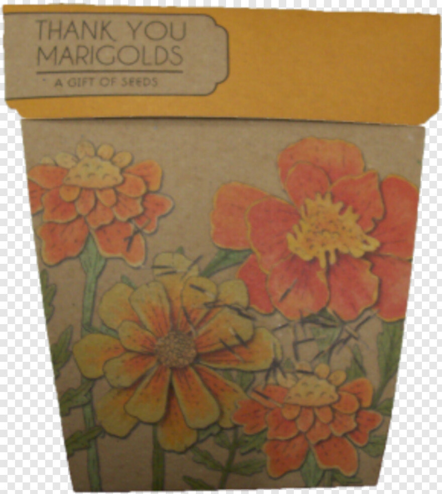 marigold-flower # 701184