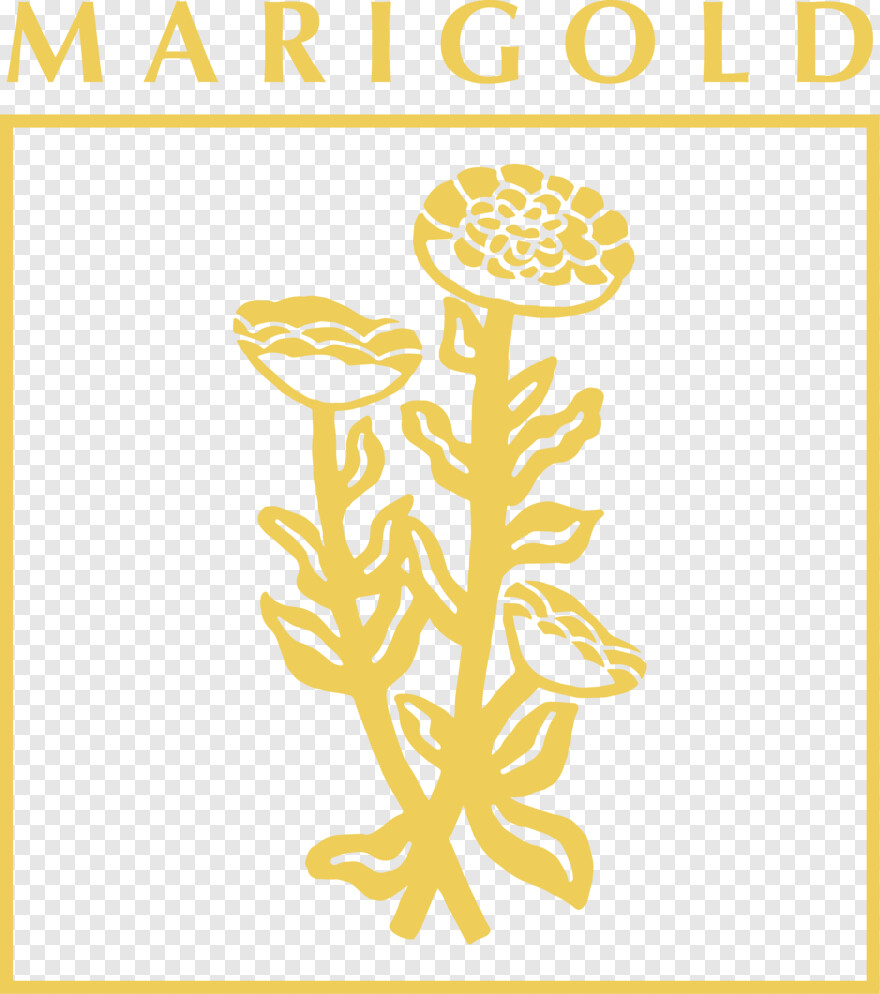 marigold-flower # 701182