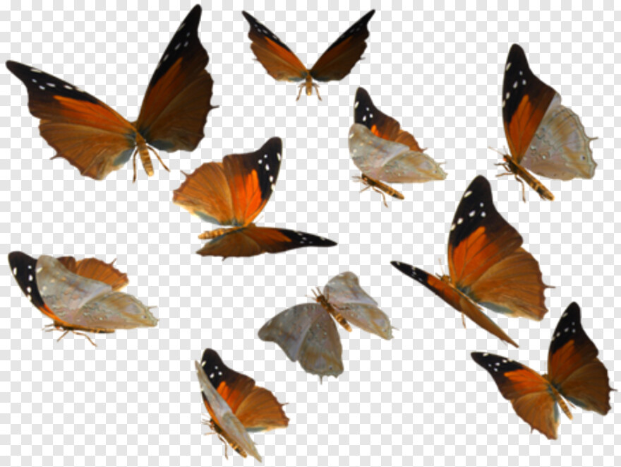 butterfly-wings # 1094534