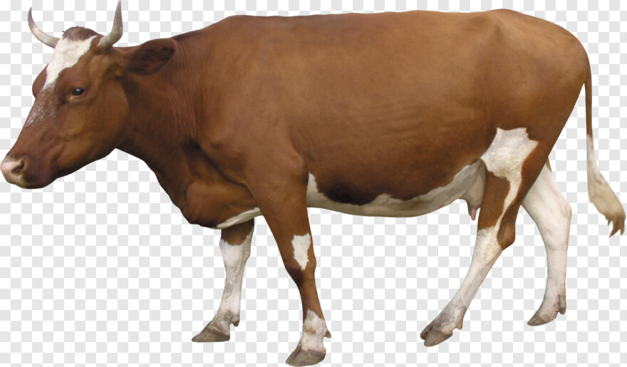 cow # 949551