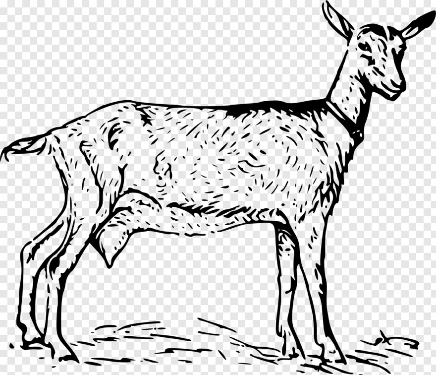 goat # 355560