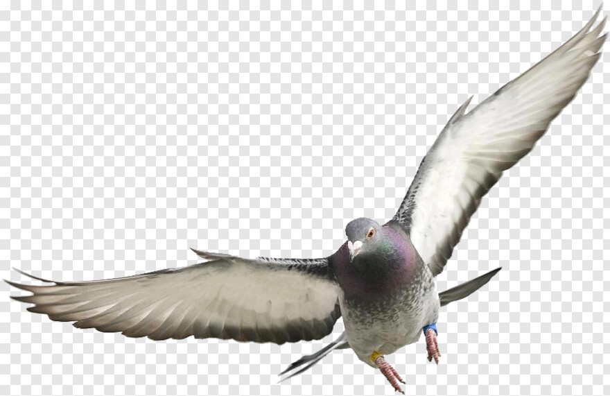 doves-flying # 889054