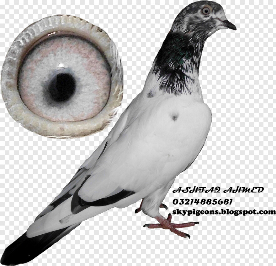 pigeon # 889066