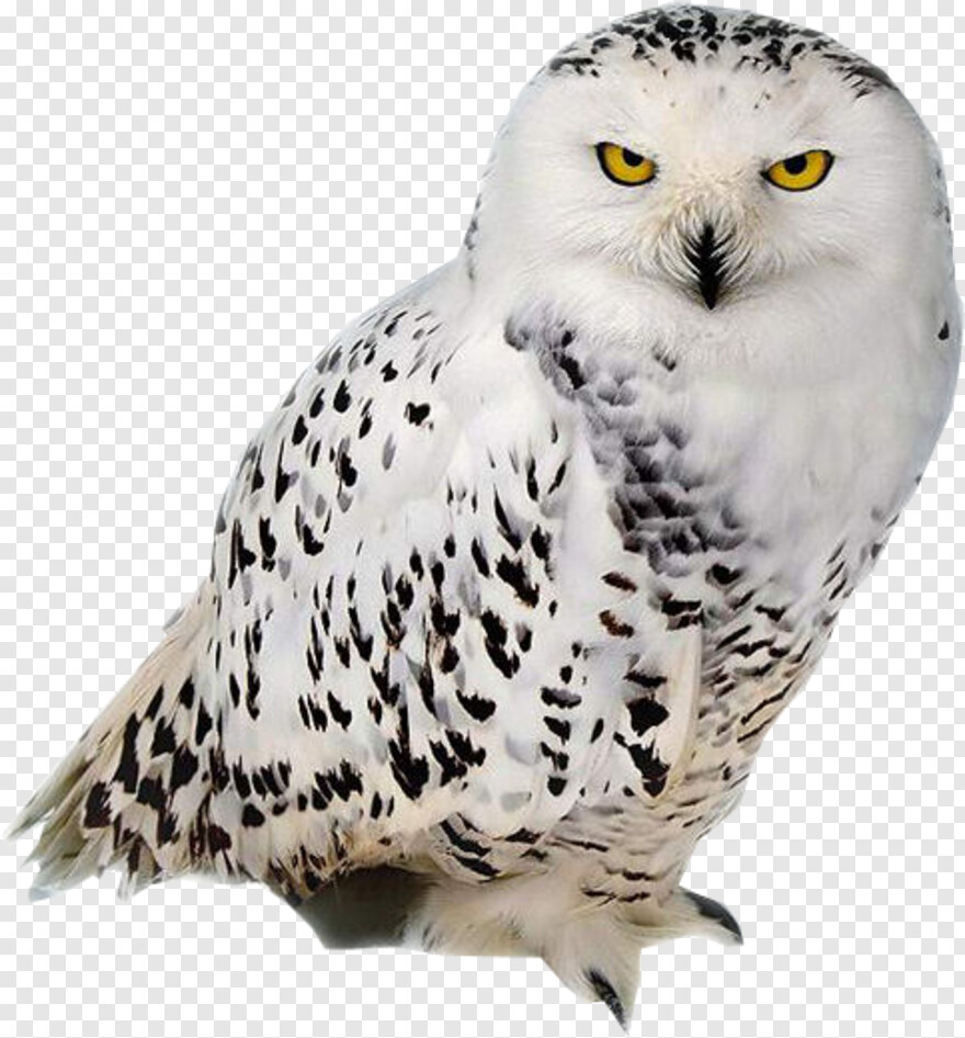 ovo-owl # 375590