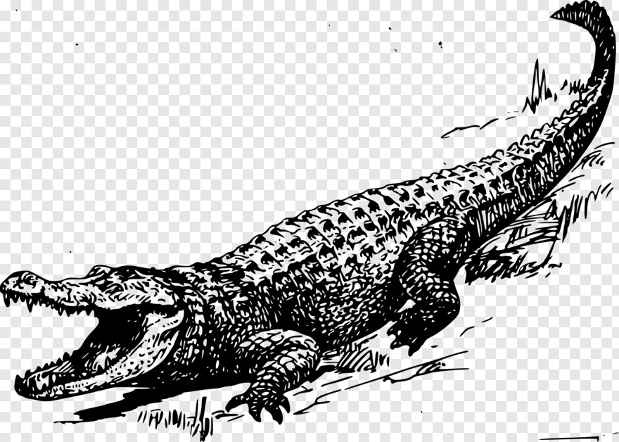 alligator # 538157