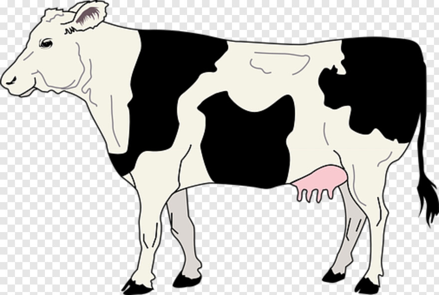 cow # 381693