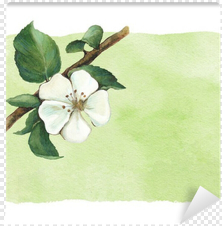 watercolor-flowers # 499547