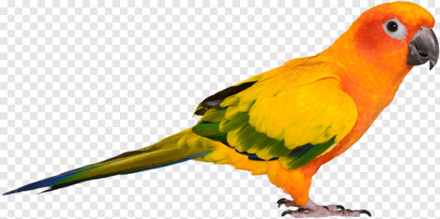 twitter-bird-logo # 361231