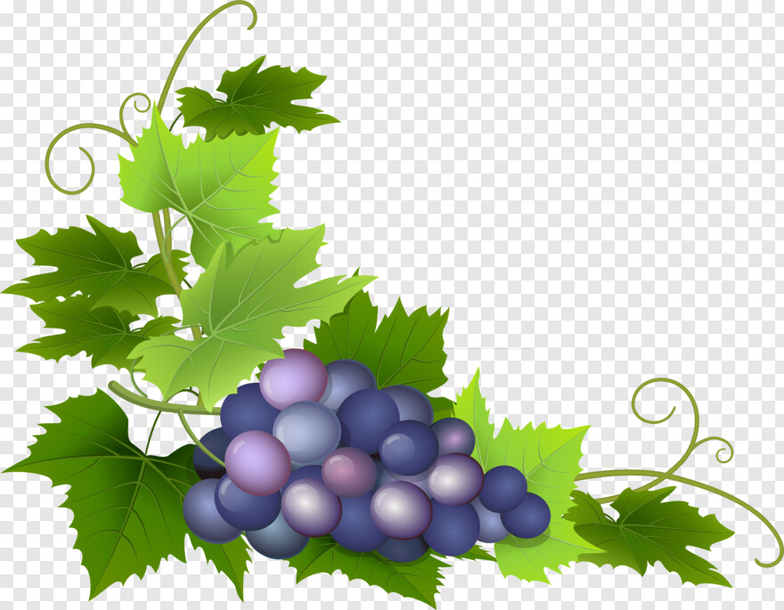 grape-vine # 786982