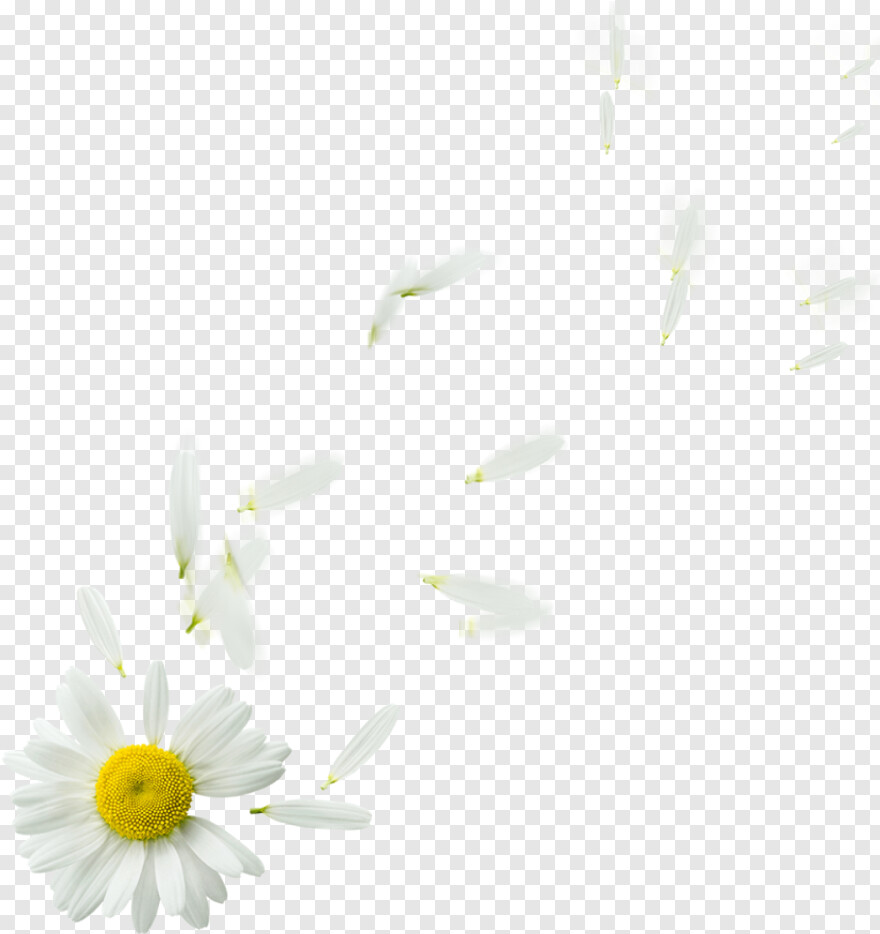 summer-flowers # 929523