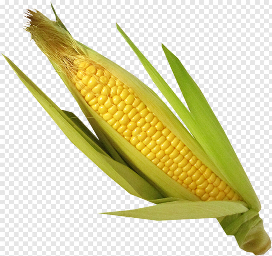 candy-corn # 956440