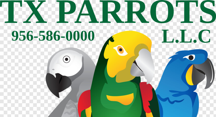 parrot # 1090659