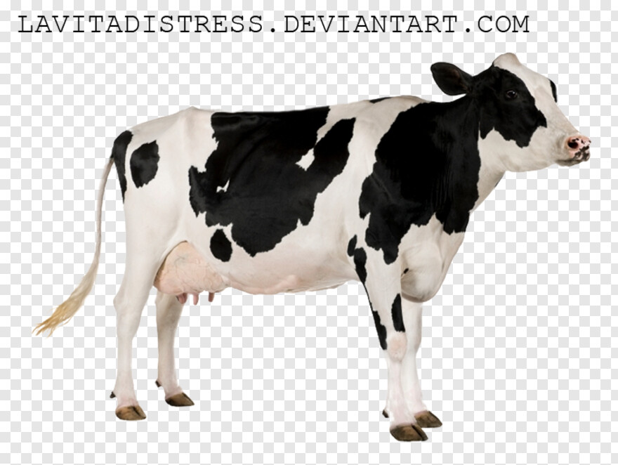 cow-icon # 512967