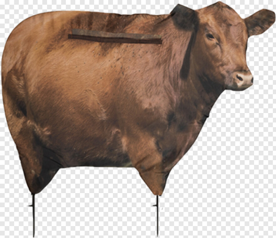 cow # 365418