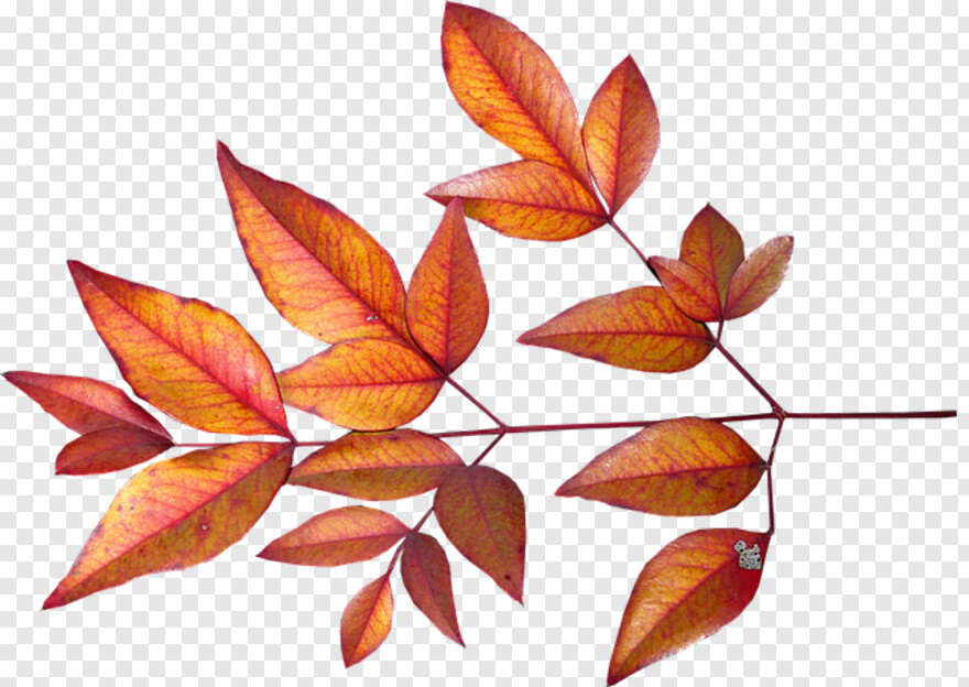 fall-leaves # 442028