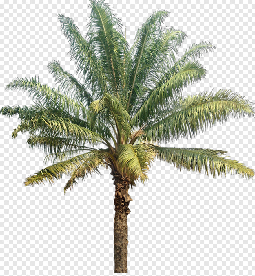 palm-tree-emoji # 459046