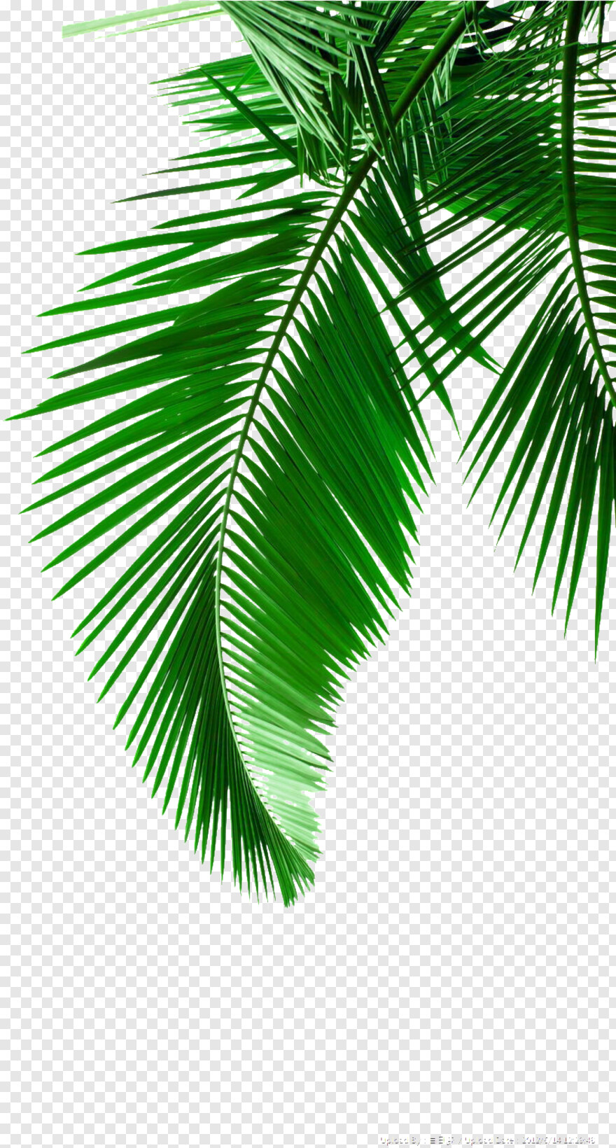 palm-leaf # 945709