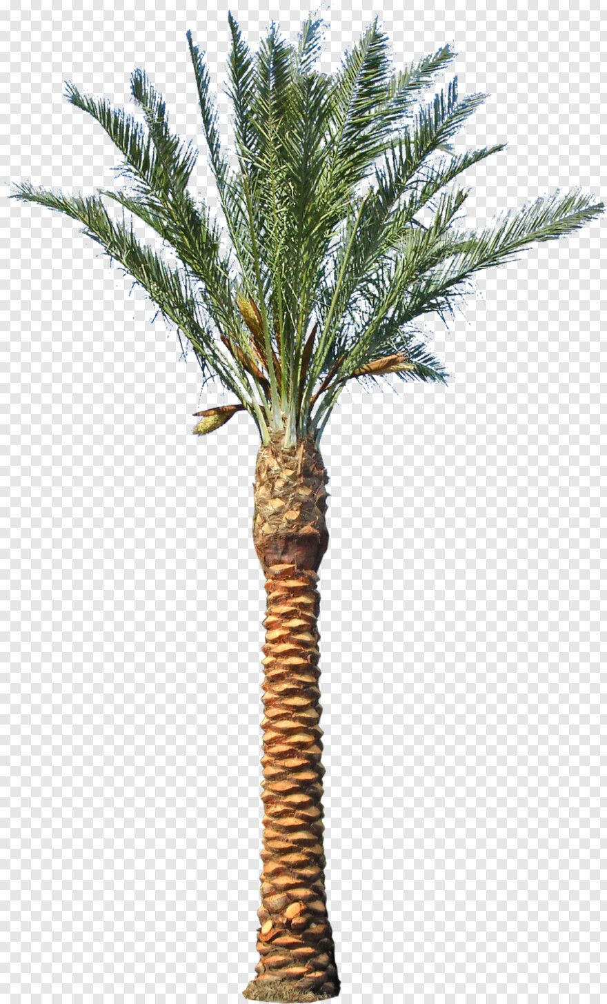 palm-tree-emoji # 459057