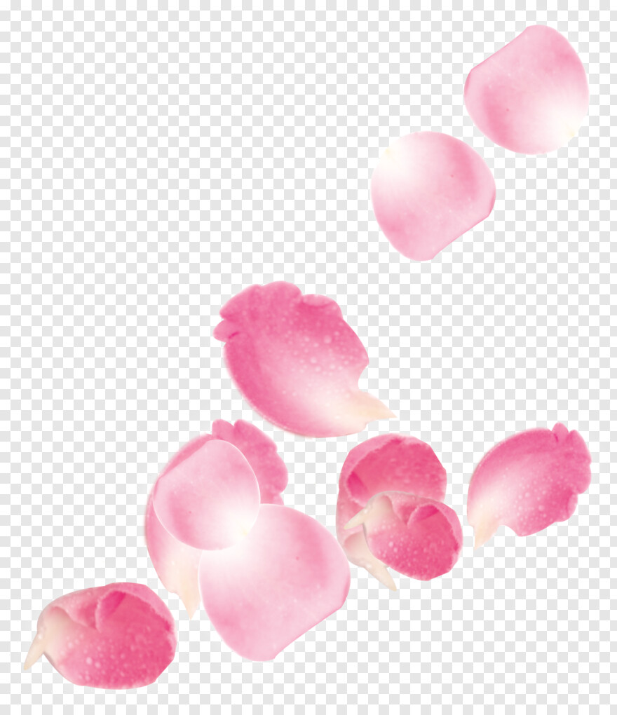 pink-rose-petals # 391449