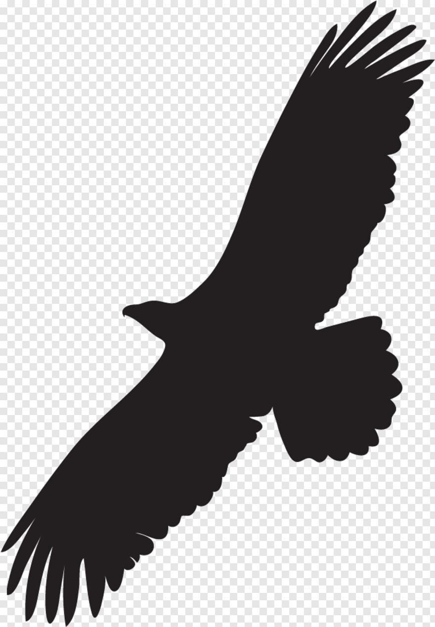 eagle-silhouette # 539108