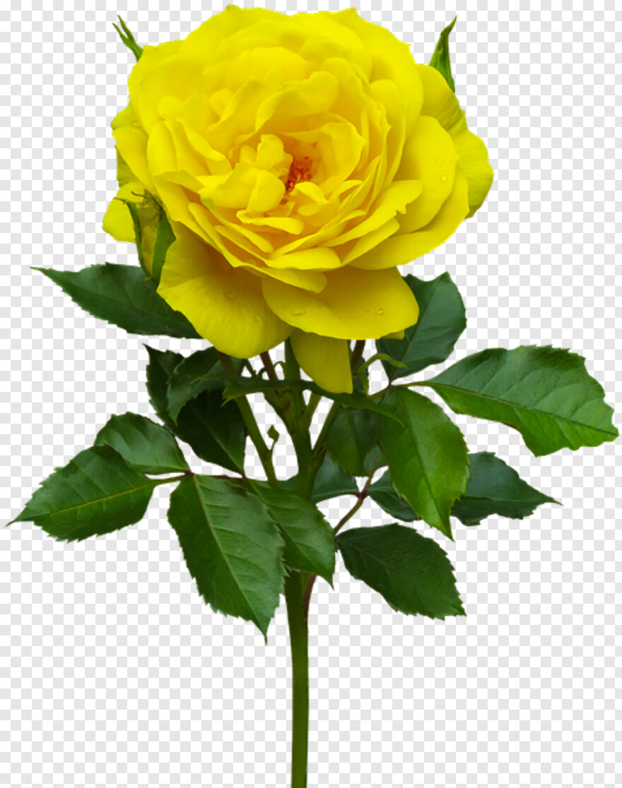 single-rose-flower # 344336
