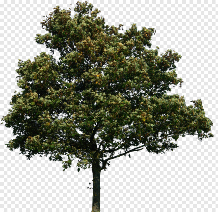 tree-icon # 460344