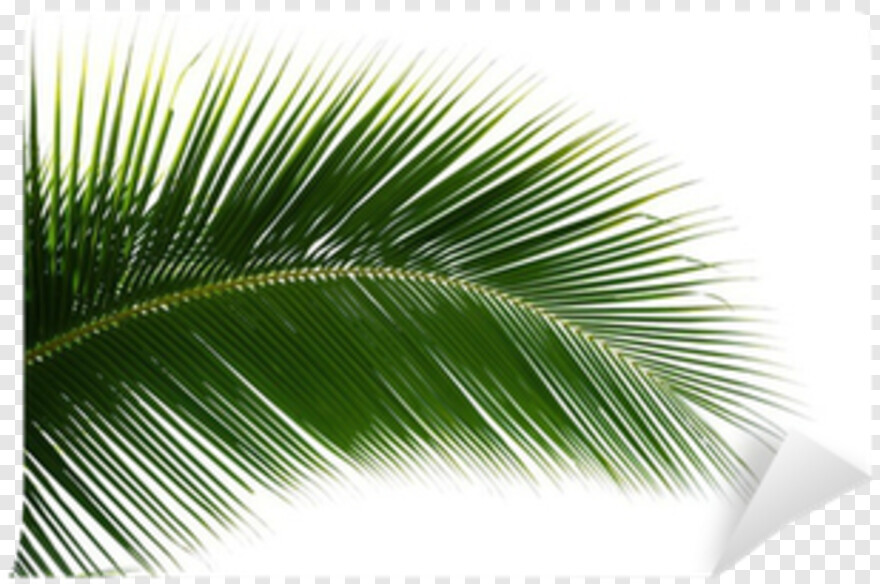 palm-tree-emoji # 458985