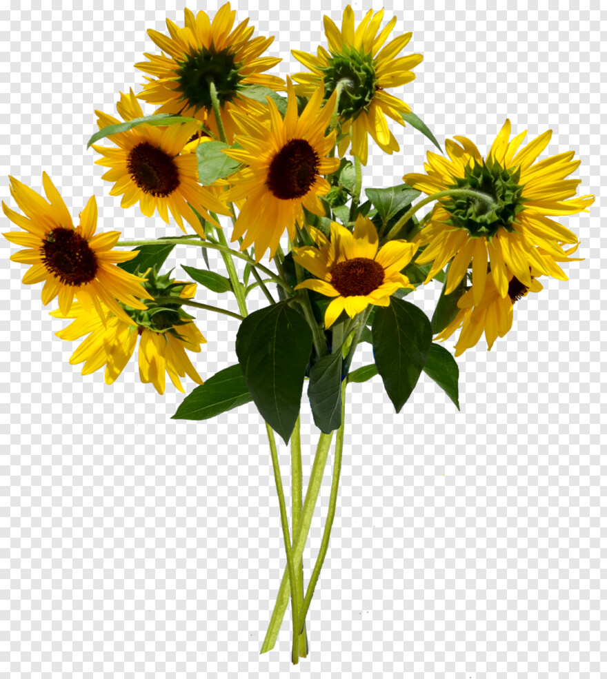sunflower-vector # 323674