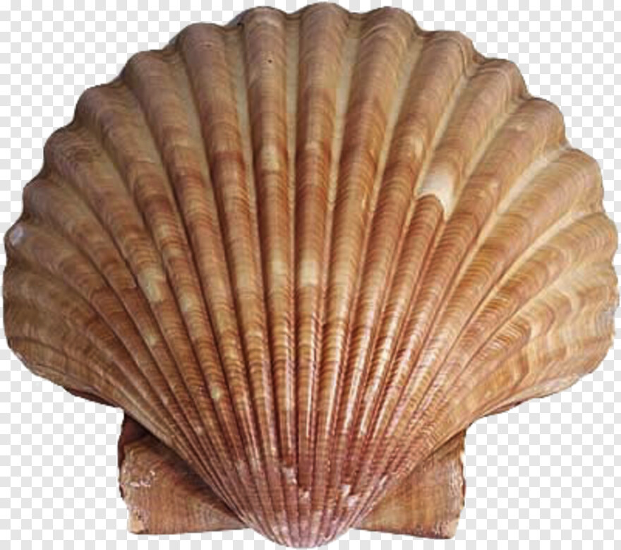 clam-shell # 1007939
