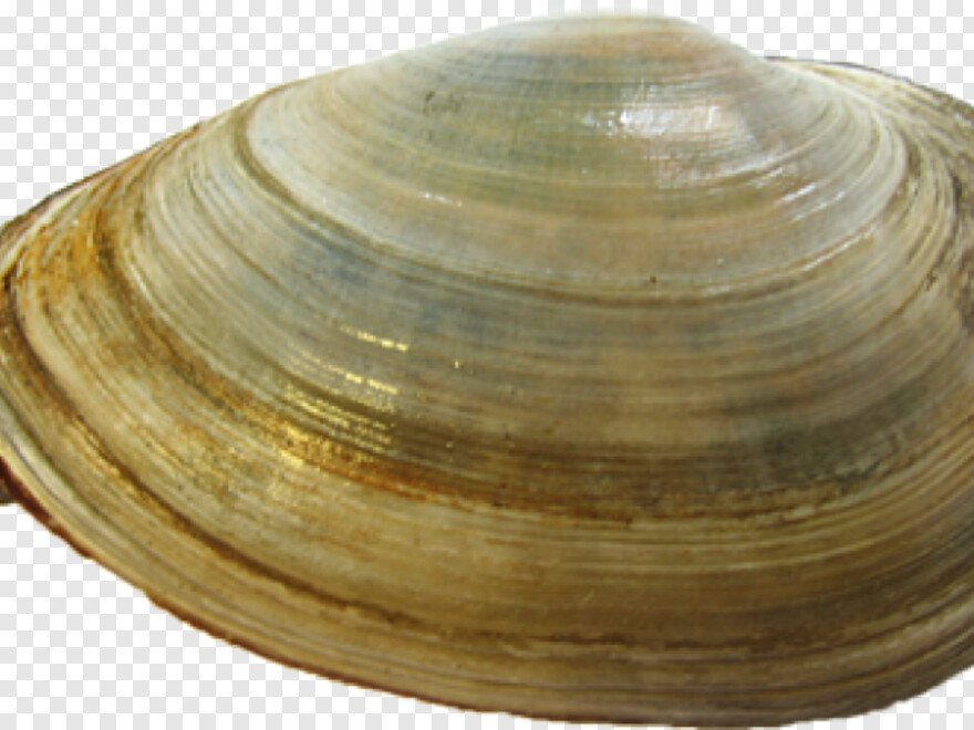 clam-shell # 1007927