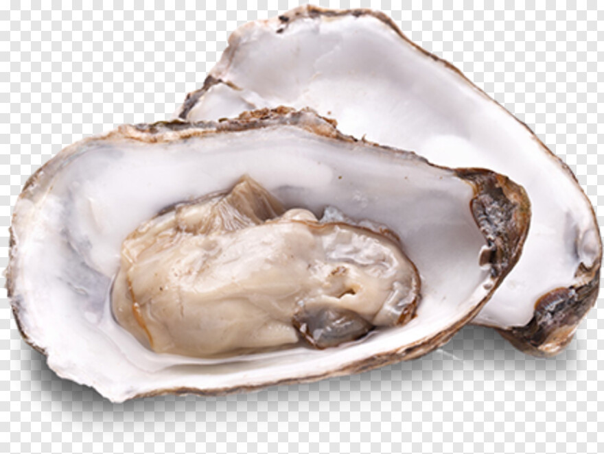 oysters # 665945