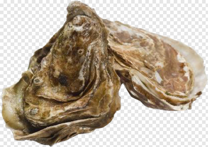 oysters # 665942