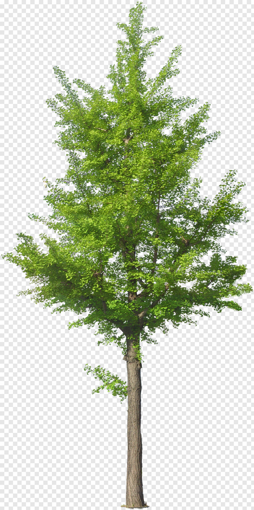 tree-texture # 461618