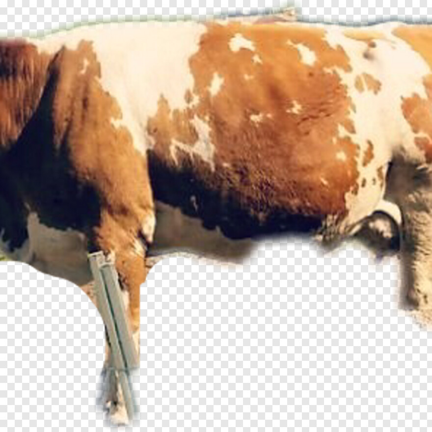 cow # 949504