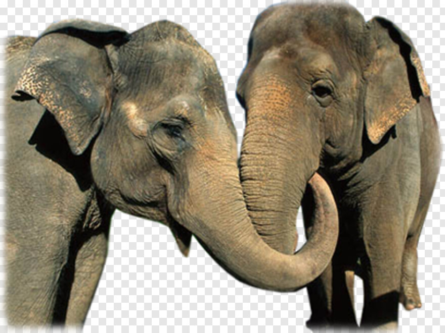 republican-elephant # 469074