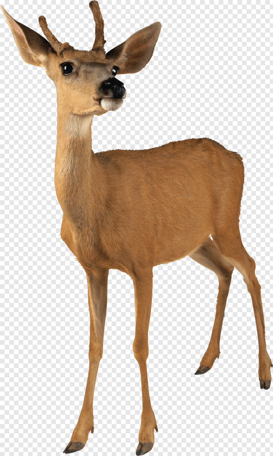 deer-head-silhouette # 428567