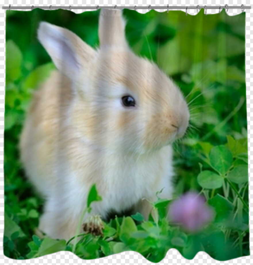 rabbit # 857012