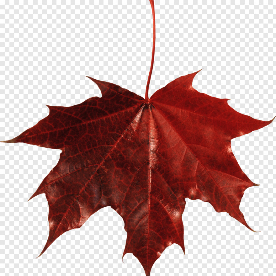 canadian-maple-leaf # 428574