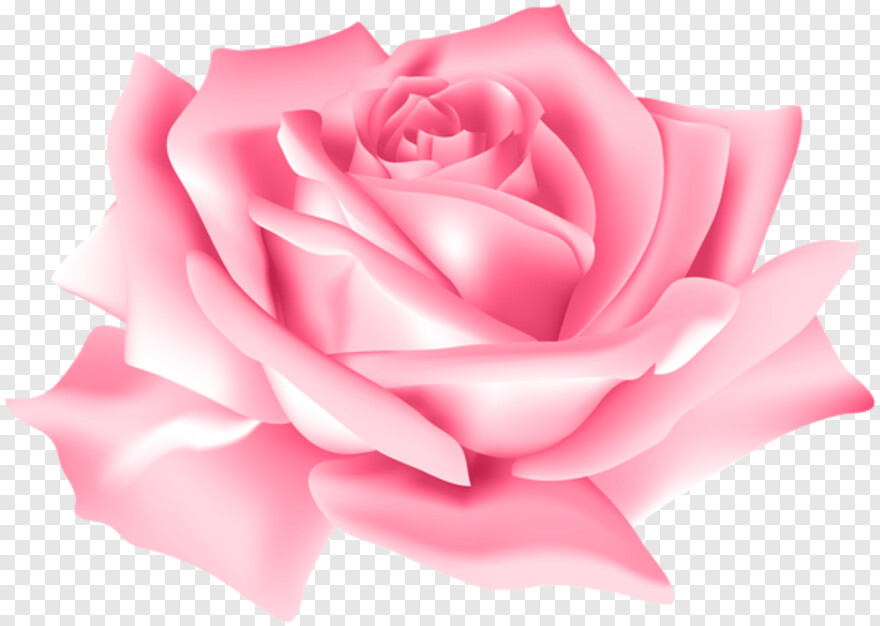 rose-flower-vector # 824460