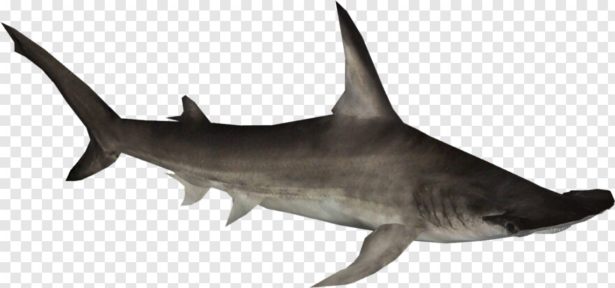  Shark Fin, Bape Shark, Great White Shark, Shark Attack, Whale Shark, Great Ball