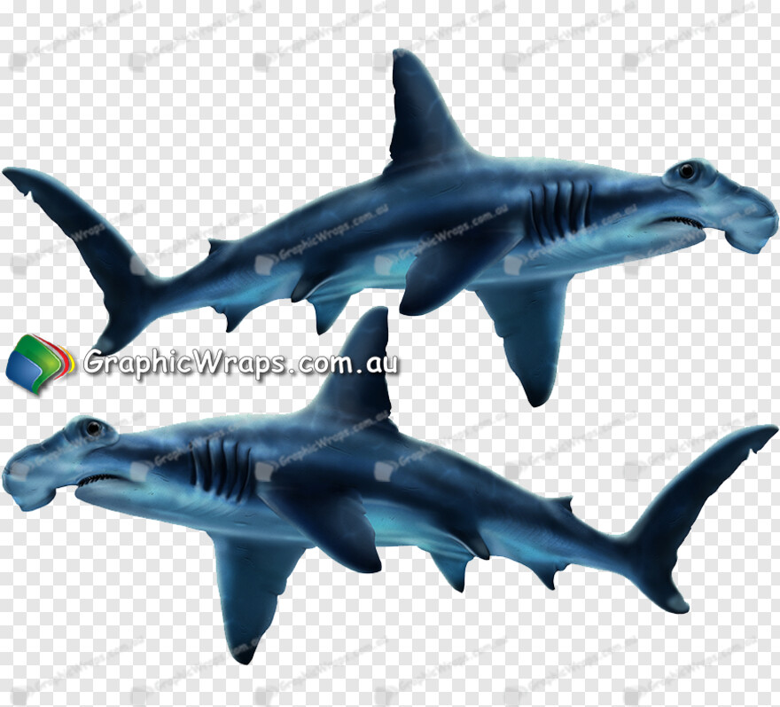 shark-attack # 775478