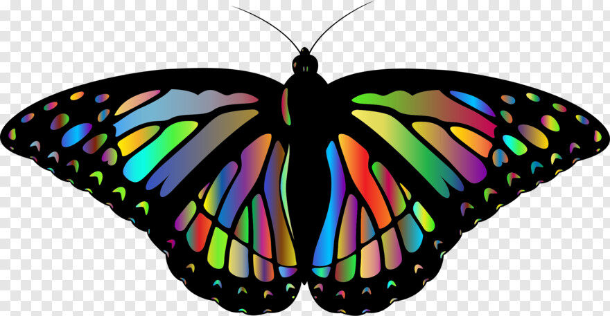 monarch-butterfly # 546928