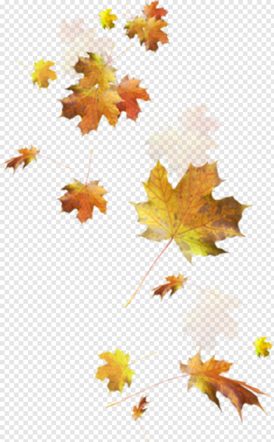 fall-leaves # 441793