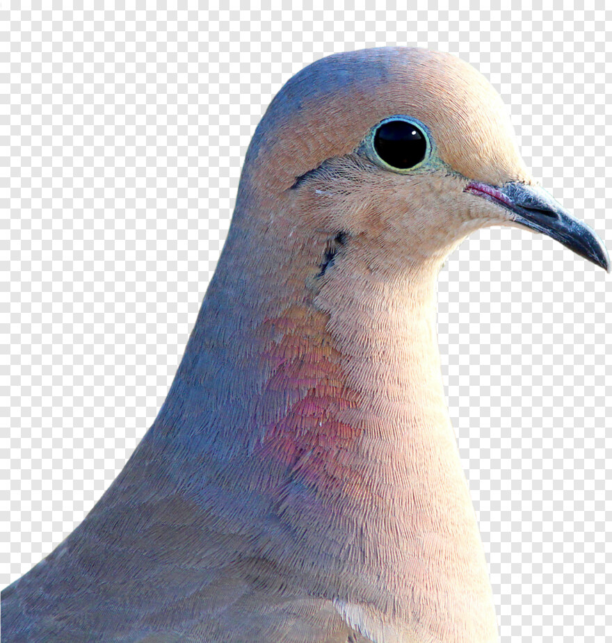 peace-dove # 1008891