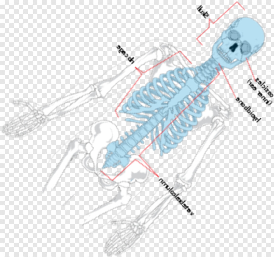  Skeleton, Skeleton Hand, Skeleton Key, Cute Labels, Skeleton Head, Skeleton Arm