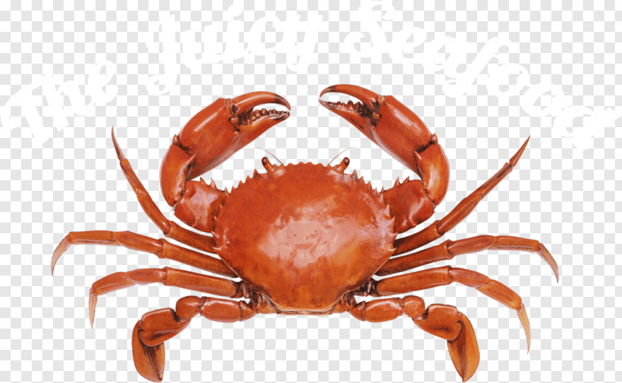 blue-crab # 382467